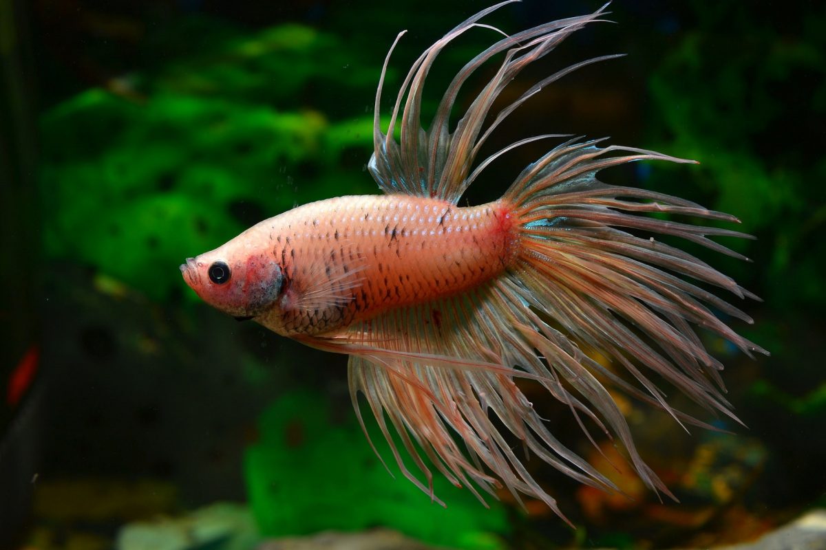Your Aquahouse