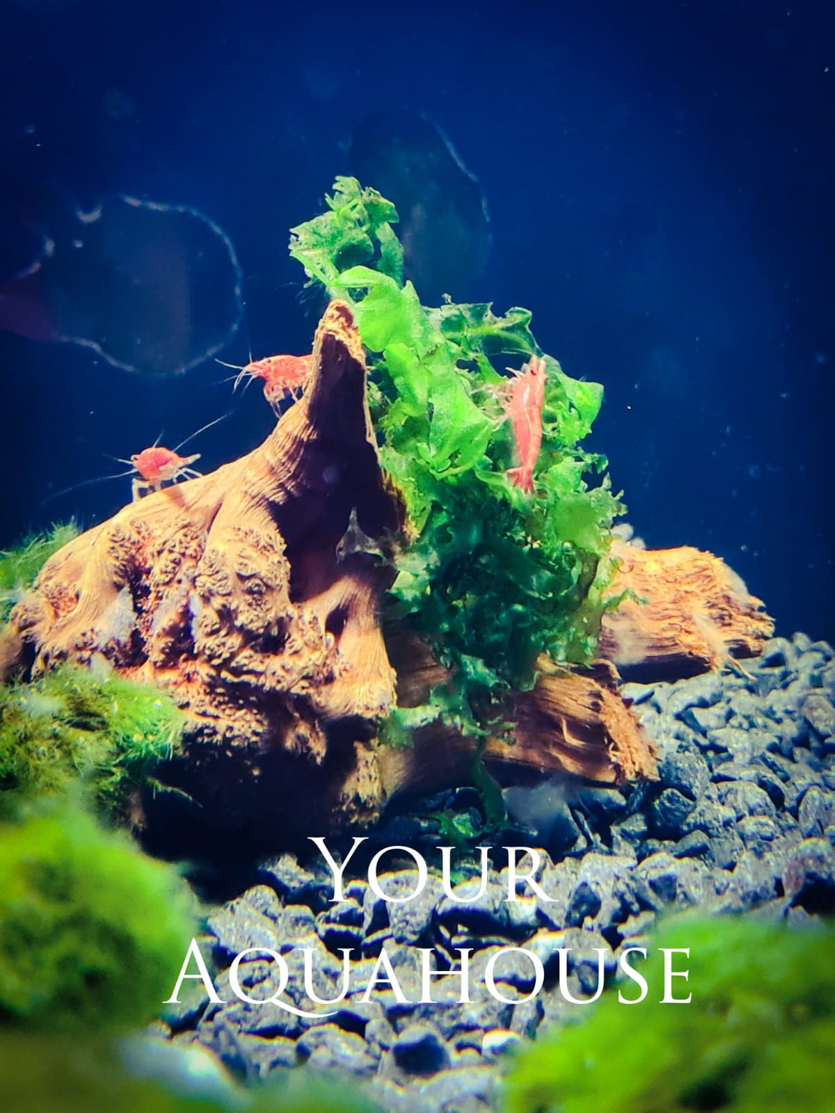 Petra Aqua Levend Voer | Voeding & voederautomaten voor aquariums