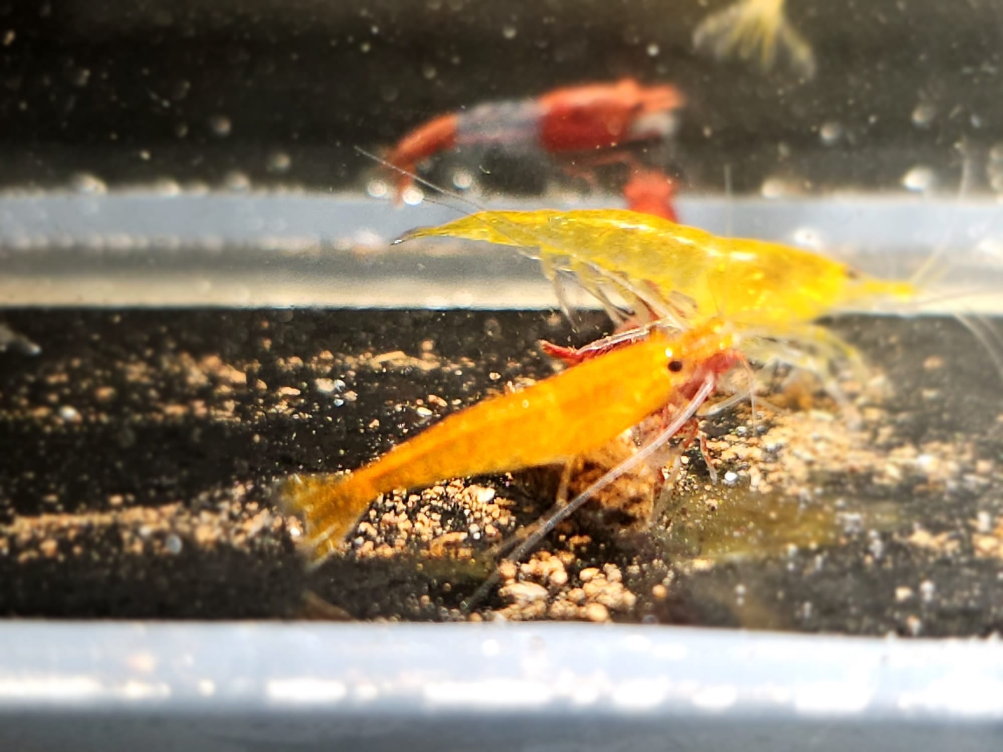 Garnelen BeginnerGarnelen Neocaridina davidi