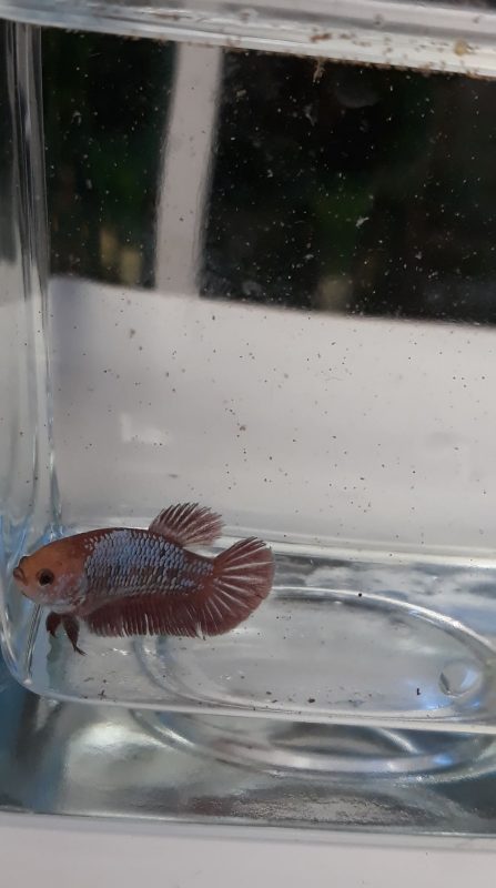 Your Aquahouse