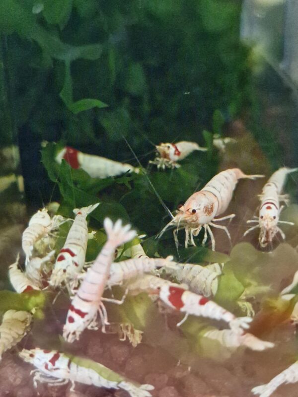Your Aquahouse