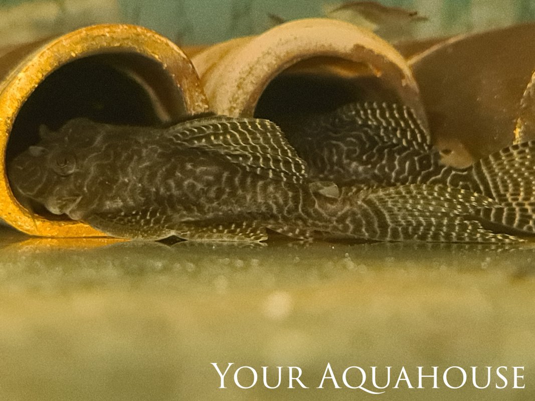 Your Aquahouse