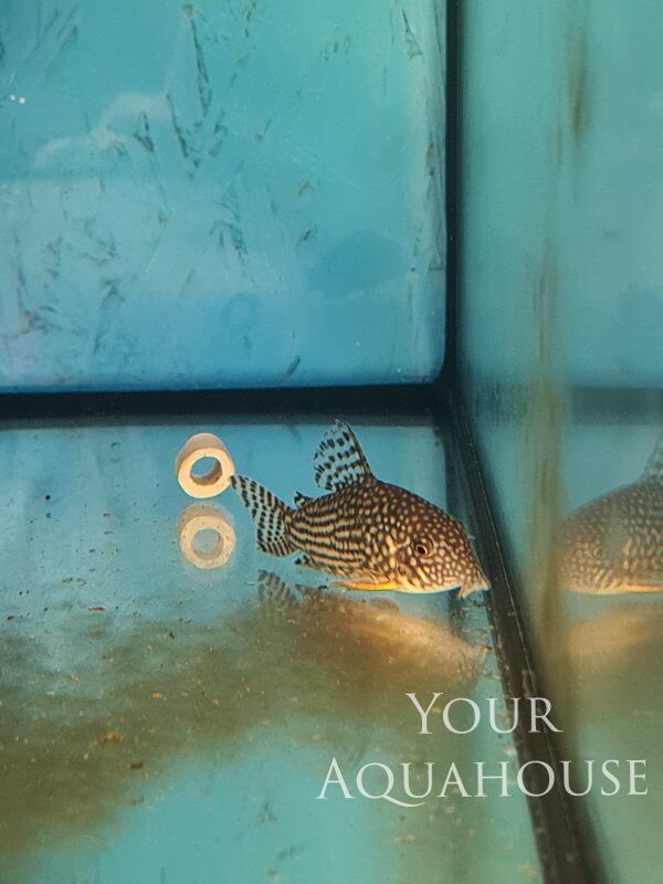 Your Aquahouse