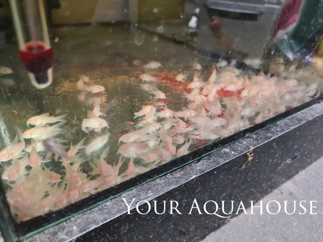 Your Aquahouse