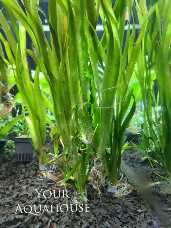 Your Aquahouse