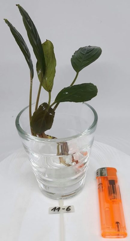 Your Aquahouse