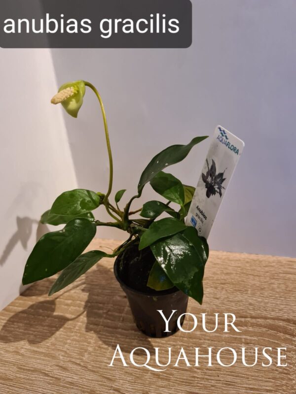 Your Aquahouse