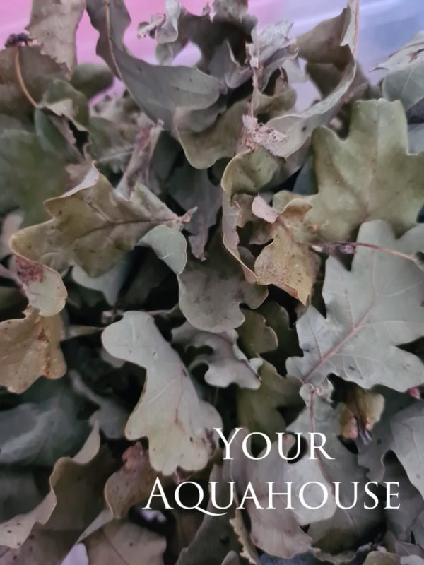 Your Aquahouse