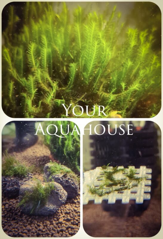 Your Aquahouse