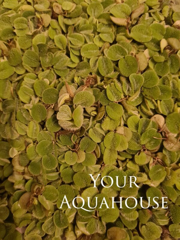 Your Aquahouse