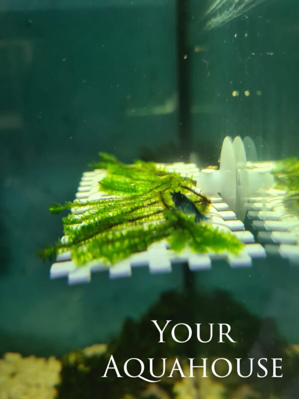 Your Aquahouse