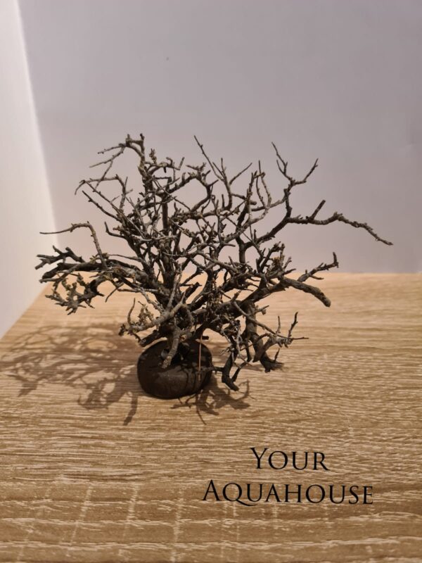 Your Aquahouse