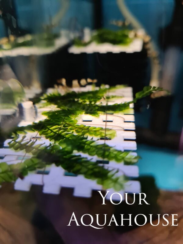 Your Aquahouse