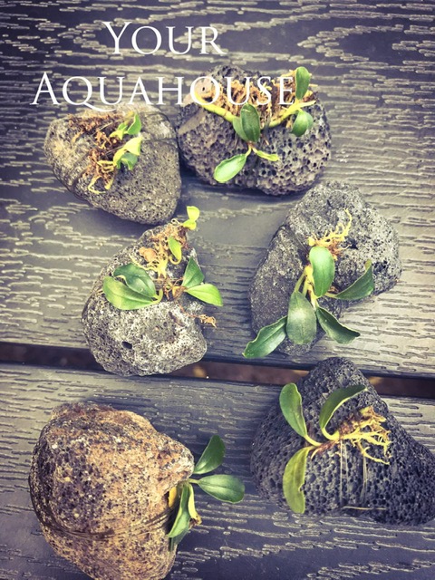 Your Aquahouse