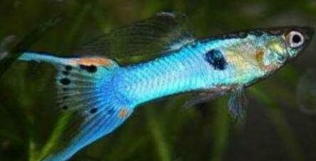 Your Aquahouse