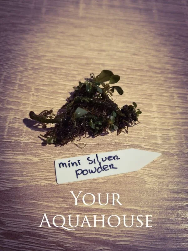 Your Aquahouse
