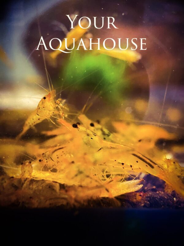 Your Aquahouse