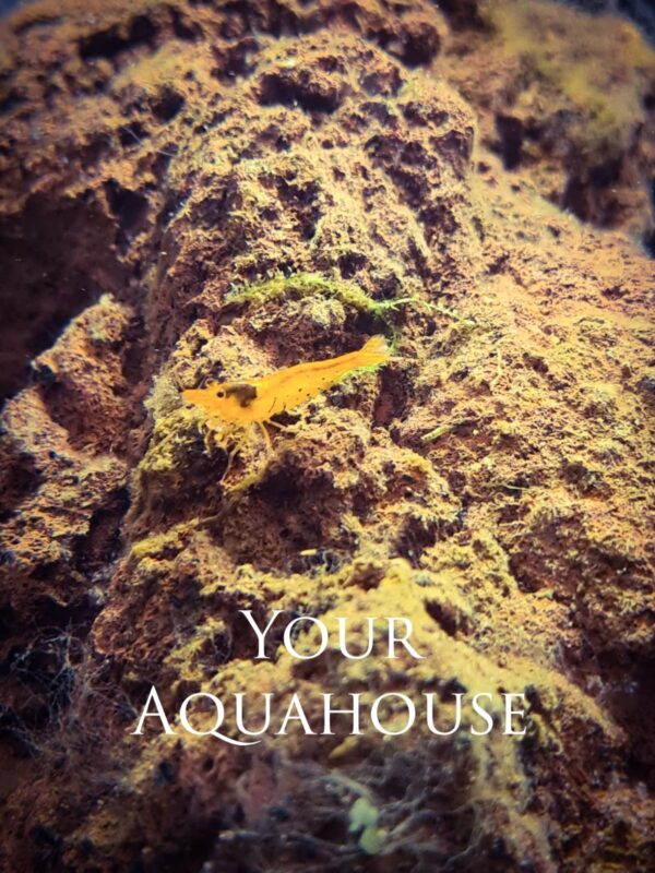 Your Aquahouse
