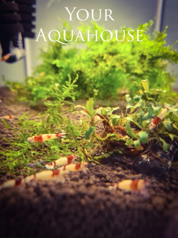 Your Aquahouse