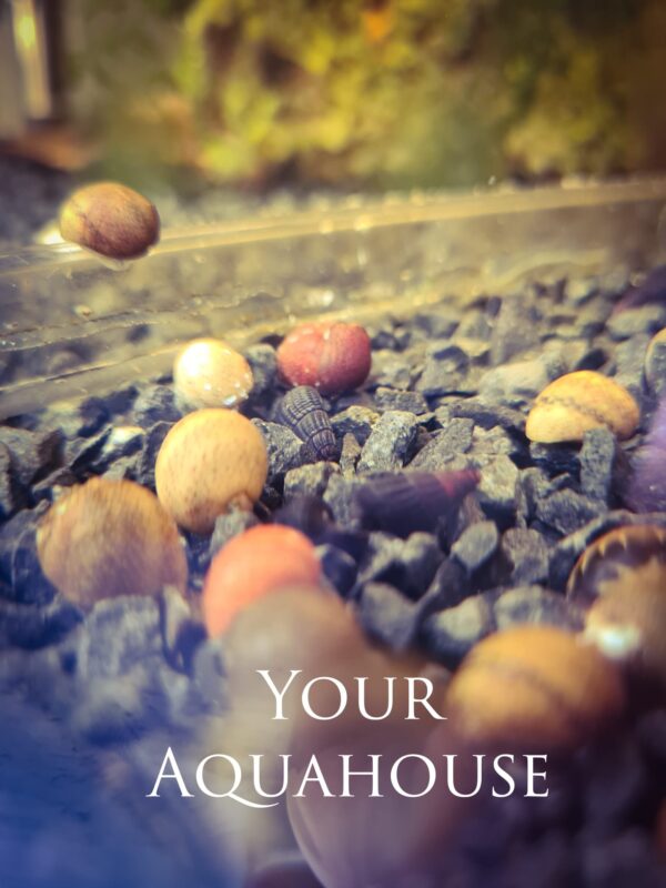 Your Aquahouse