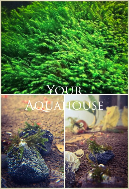 Your Aquahouse