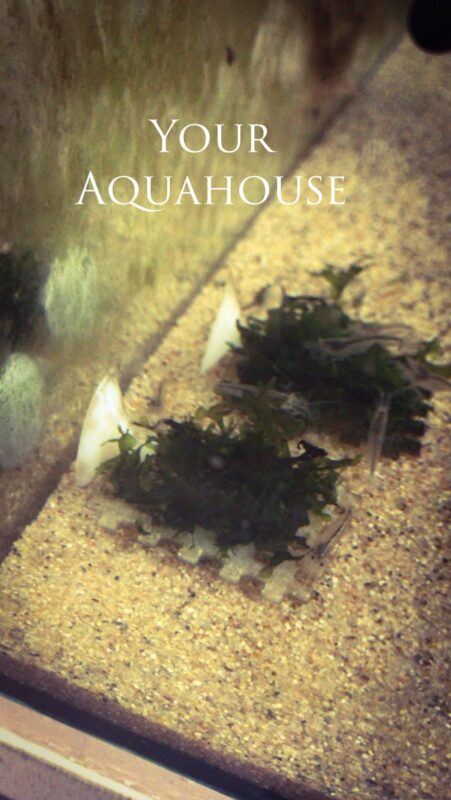 Your Aquahouse