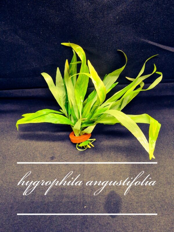 Your Aquahouse