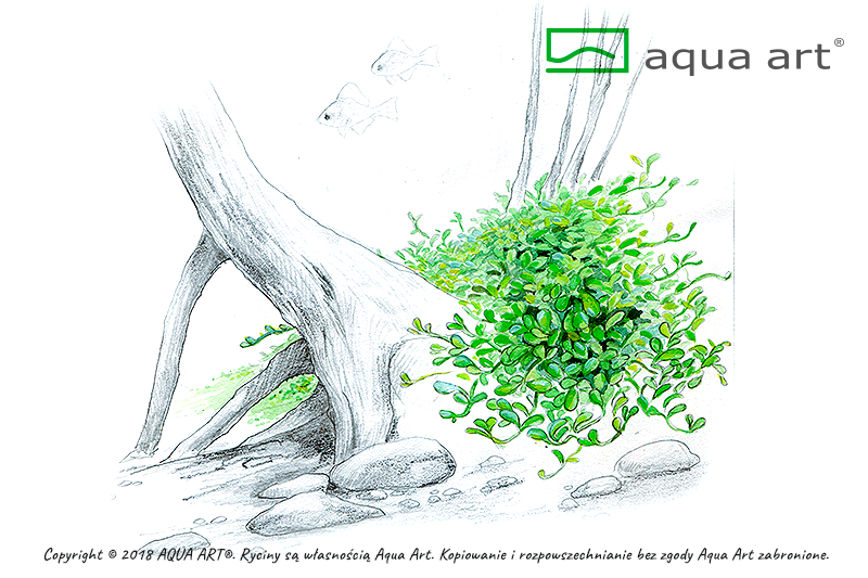 Your Aquahouse