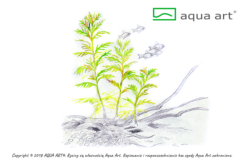 Your Aquahouse