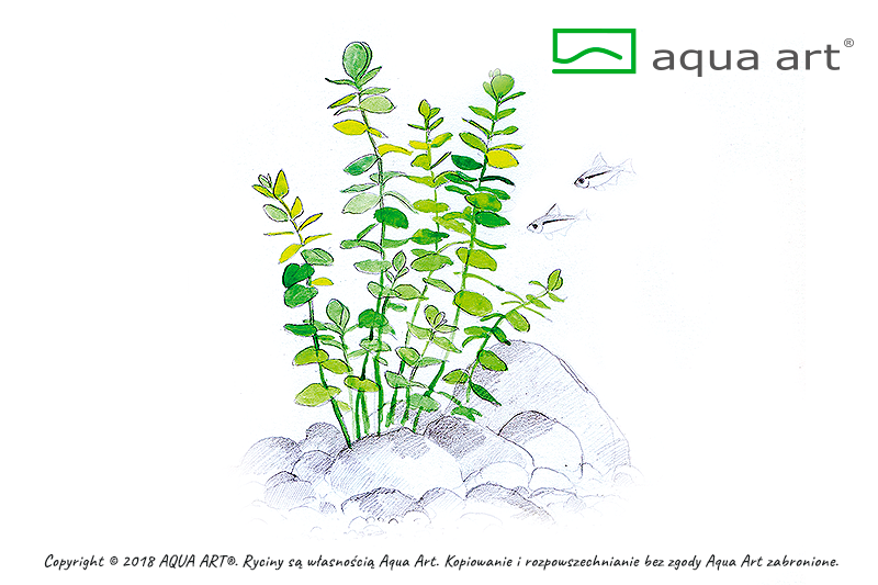 Your Aquahouse