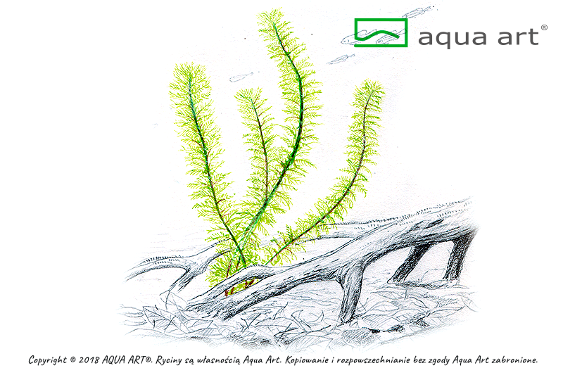 Your Aquahouse