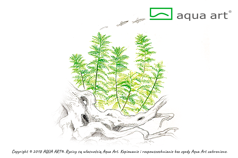 Your Aquahouse