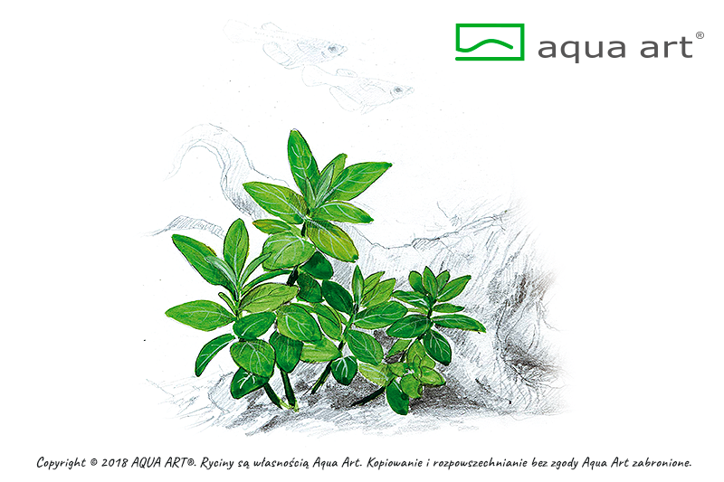 Your Aquahouse