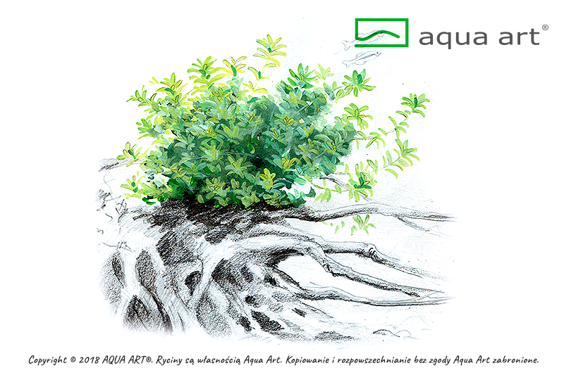 Your Aquahouse