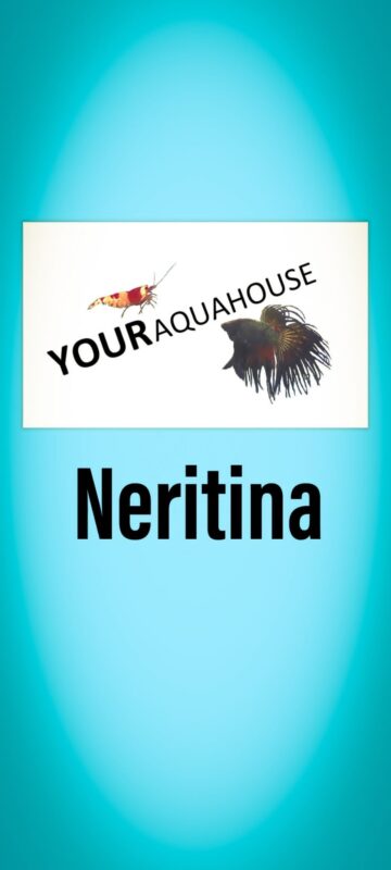 Your Aquahouse