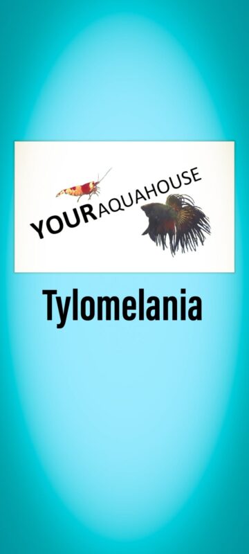 Your Aquahouse