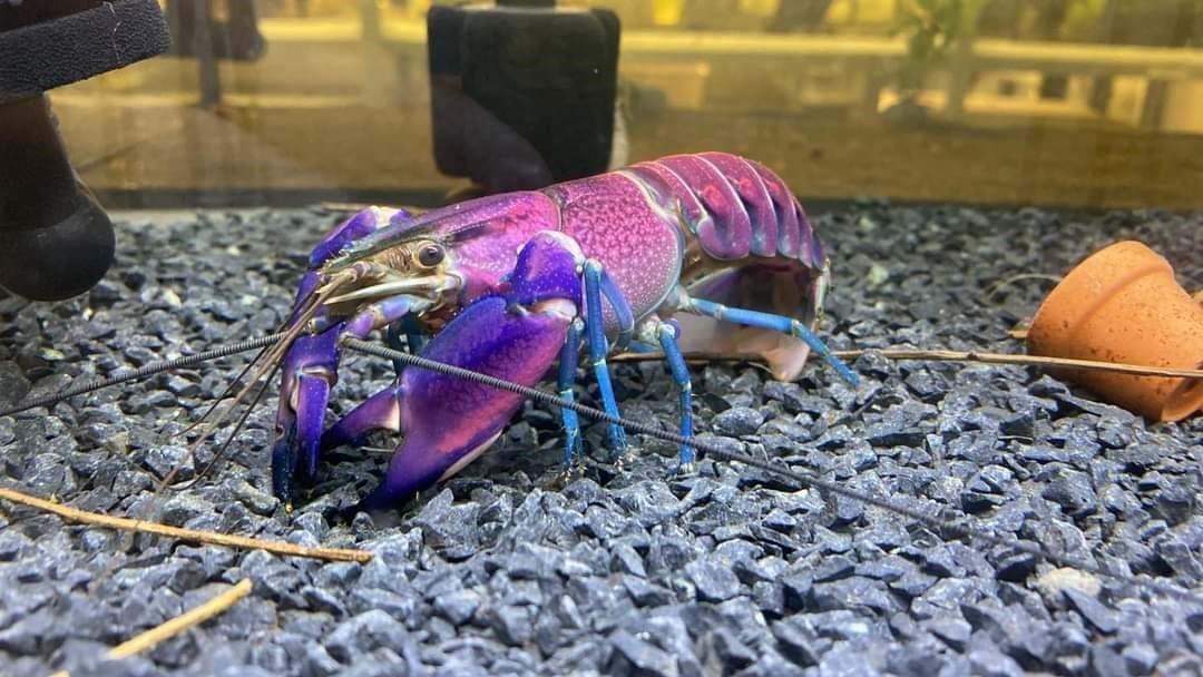 pre order Cherax sp. purple snakeskin tricolor