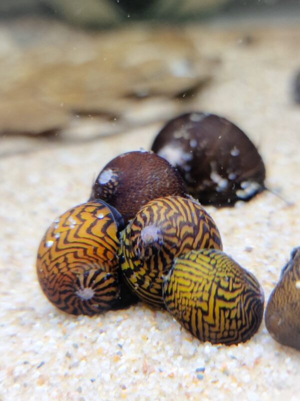 Your Aquahouse