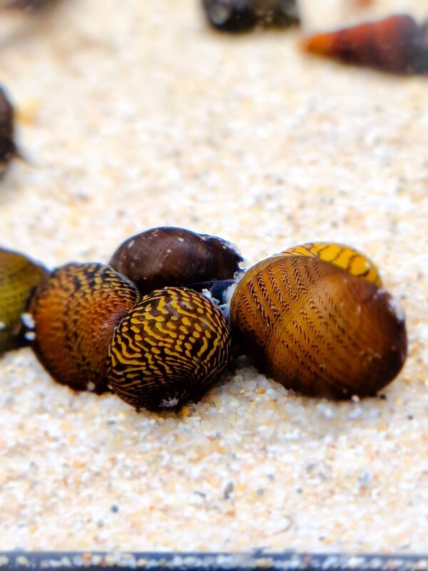 Your Aquahouse