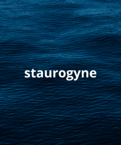 Staurogyne