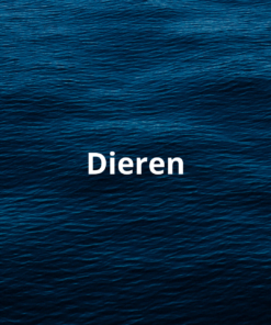 Garnalen, Kreeften & Slakken