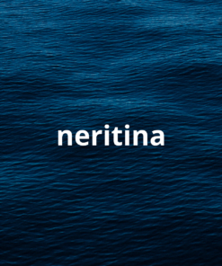 Neritina