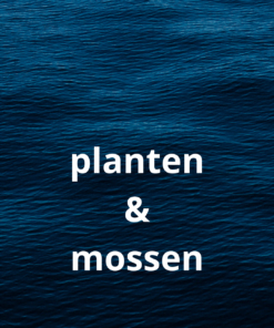 Planten en Mossen