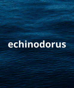 Echinodorus