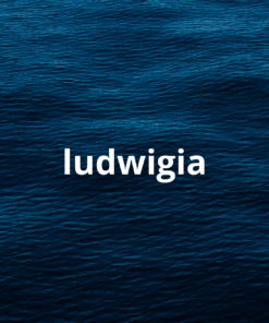 Ludwigia