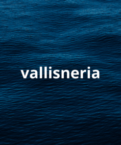 Vallisneria