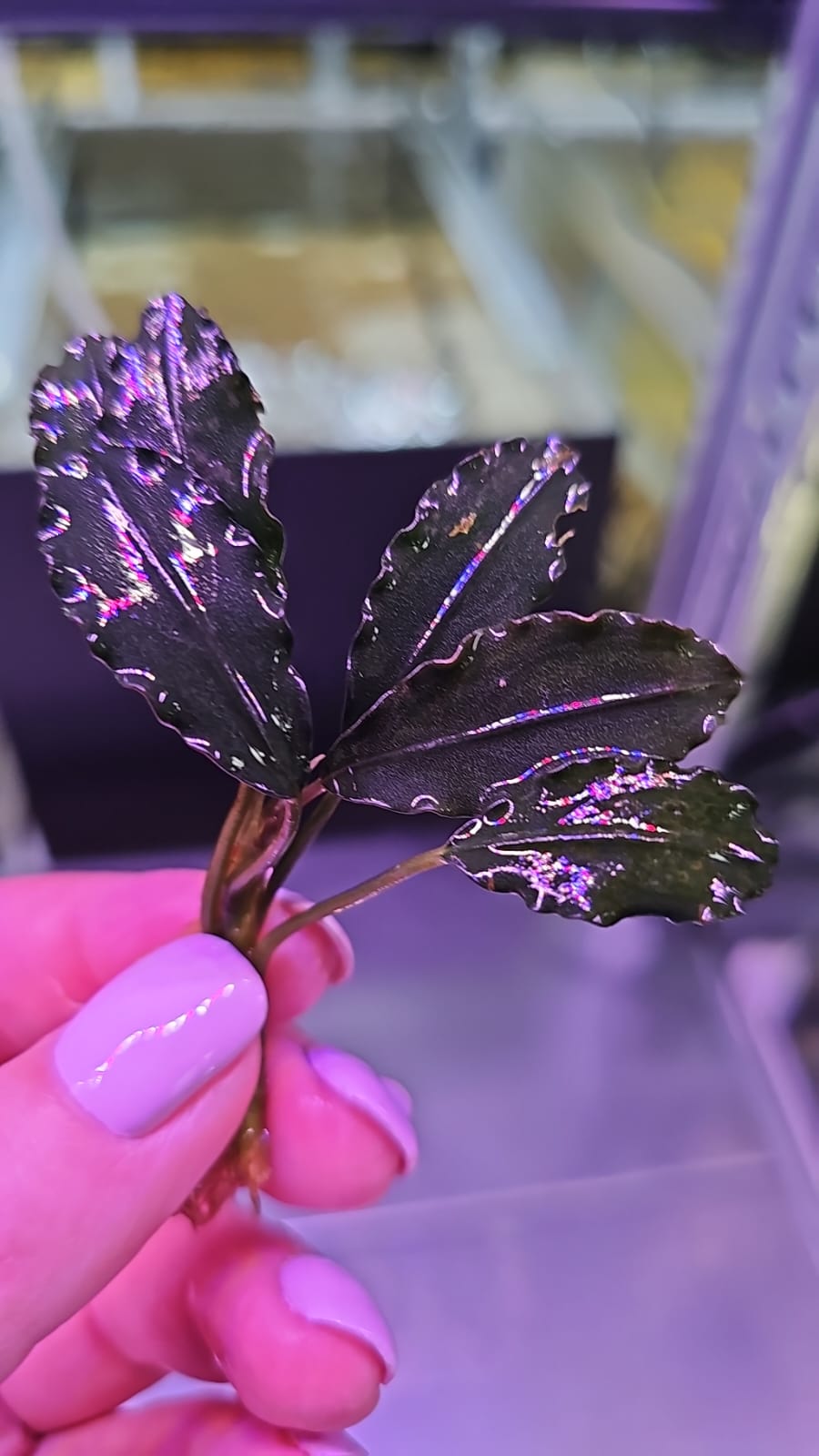 Bucephalandra theia blue rhizome | Your Aquahouse