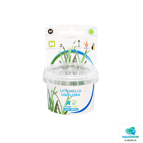 Easy grow Littorella uniflora invitro