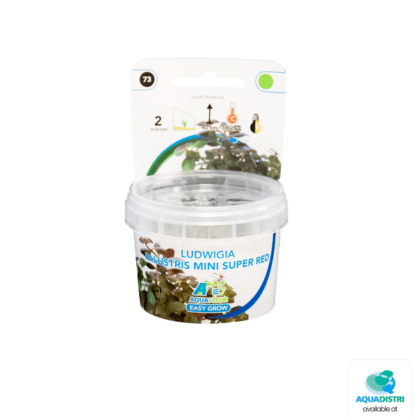 Easy grow Ludwiga palustris mini super red