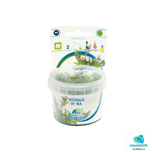 Easy grow Rotala H’ra in vitro